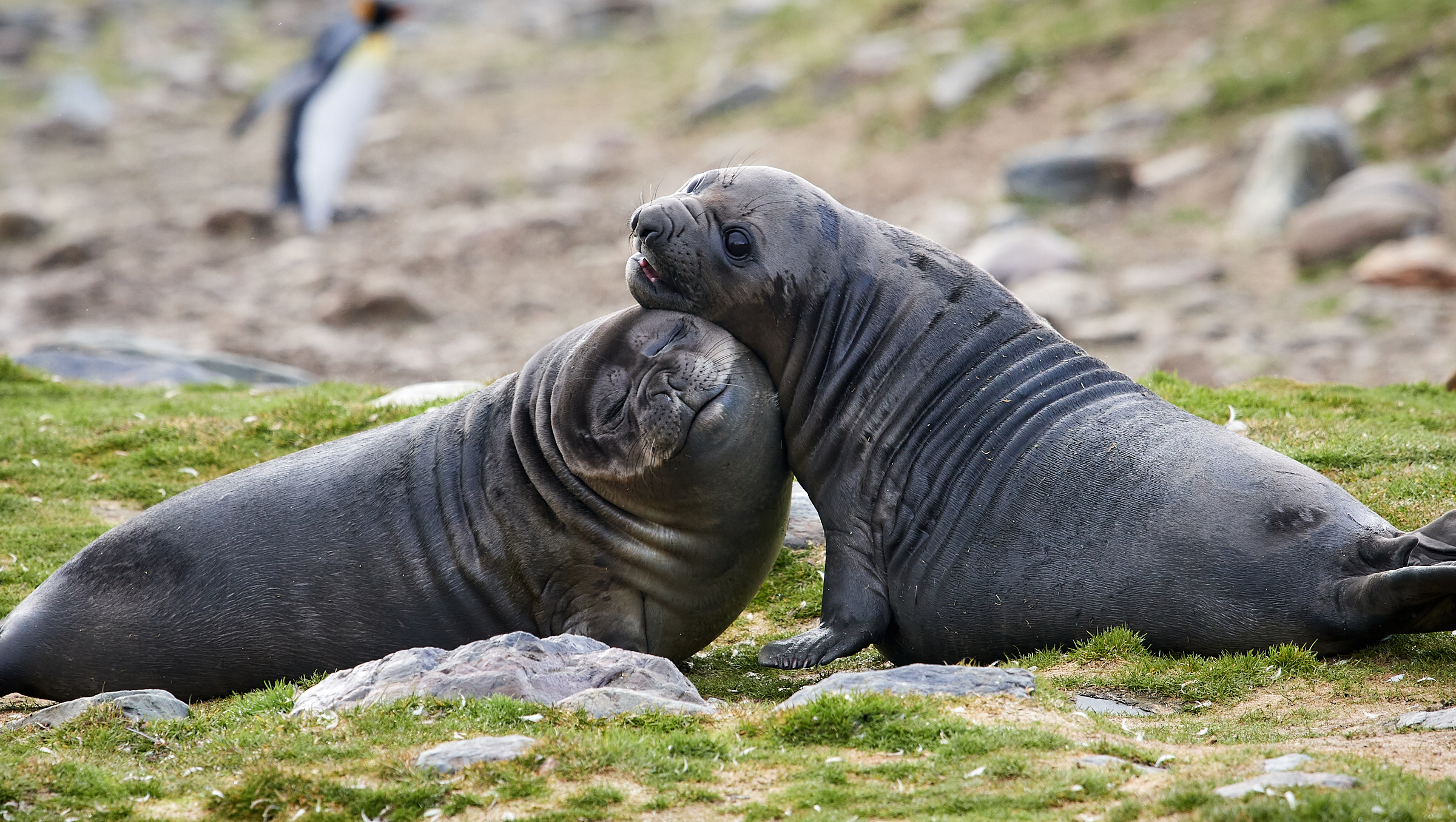 Travel To South Georgia Island: A Wildlife Oasis - Antarctica21