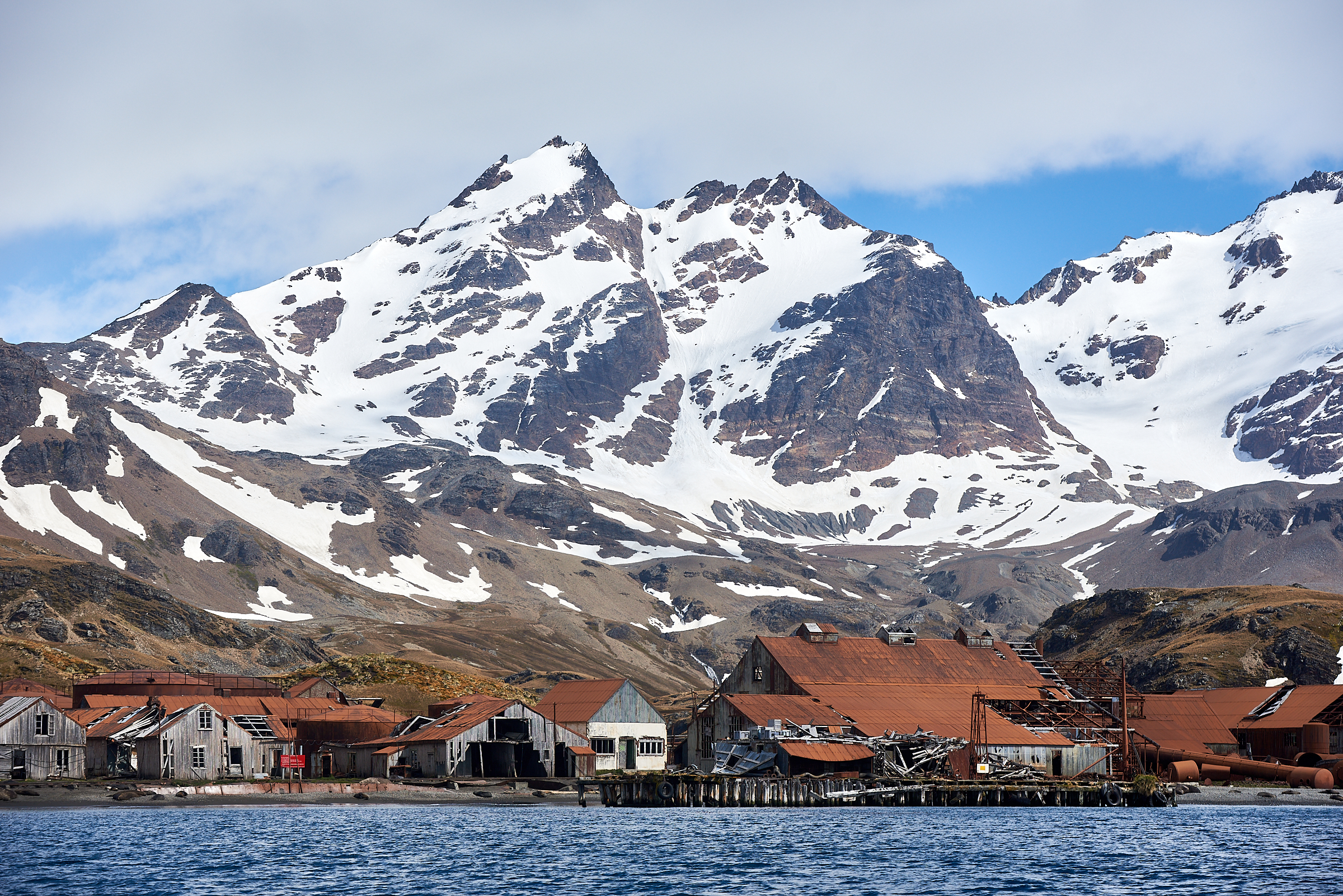 Travel To South Georgia Island: A Wildlife Oasis - Antarctica21