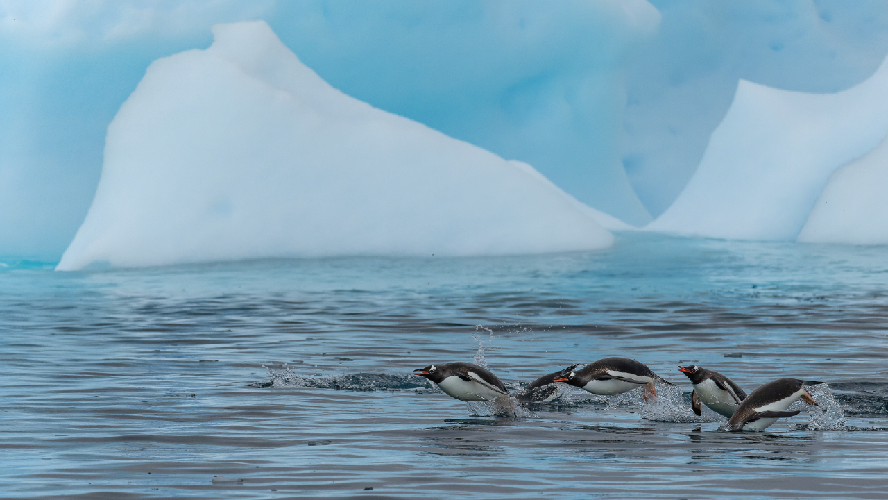 Penguin on Antarctica during Antarctica21 expedition